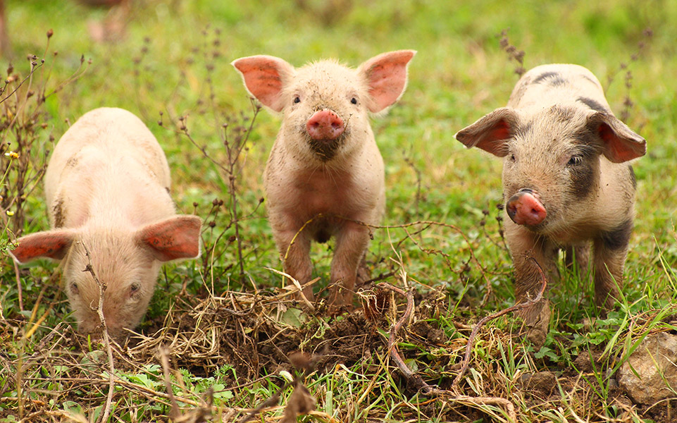 Drei kleine Schweine