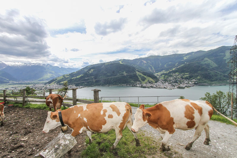 Kuhstall direkt am See