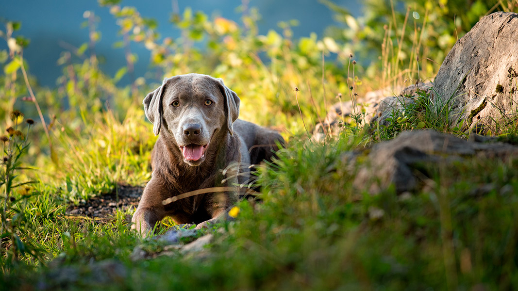 Urlaub mit Hund