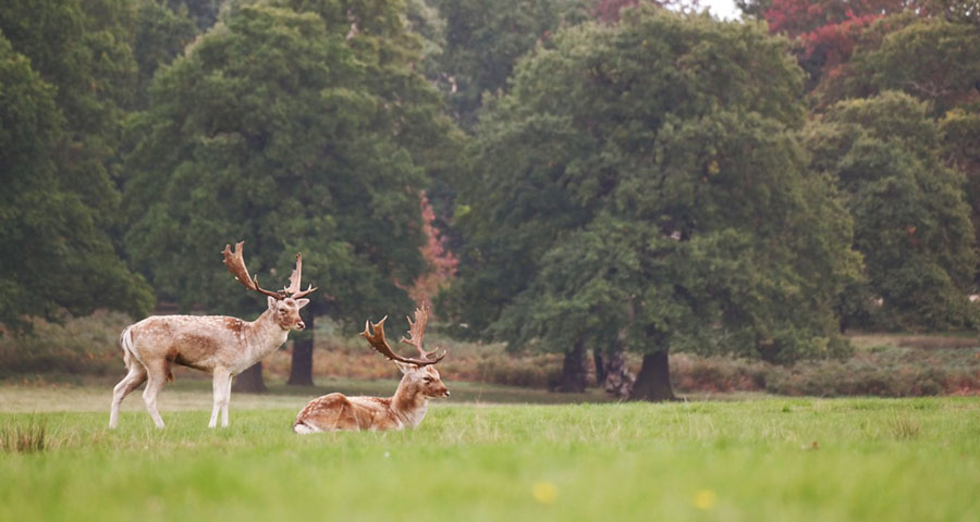 Wildtiere in ihrem natürlichen Lebensraum