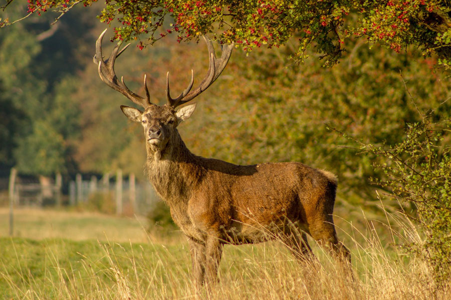 Hirsch am Waldrand