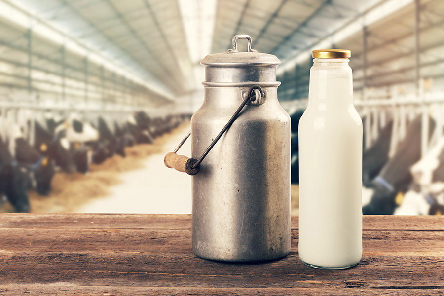 Milch frisch von den Kühen