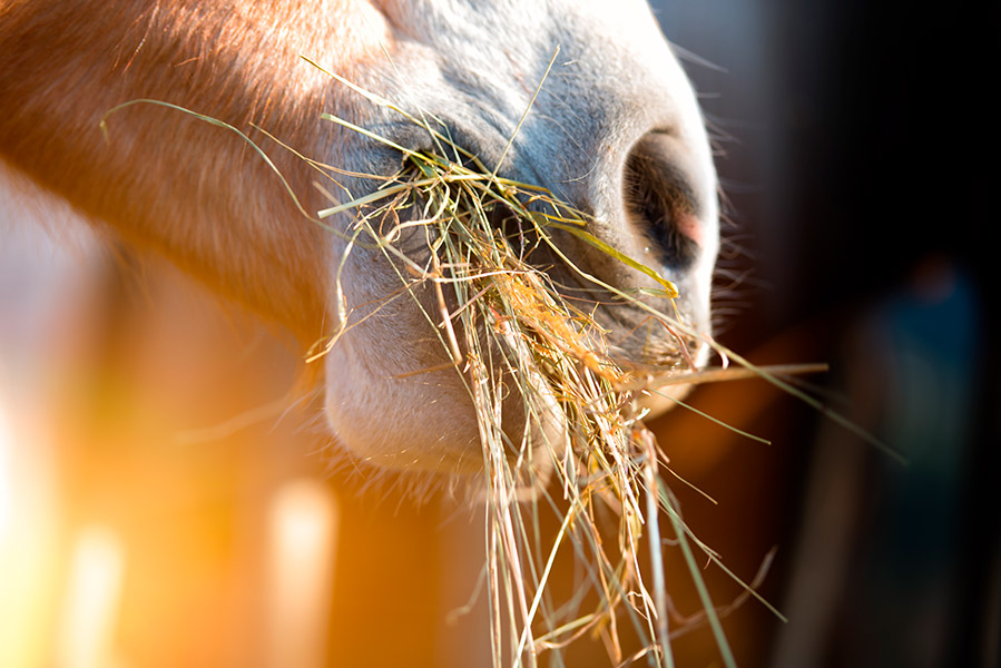 Pferd beim Fressen