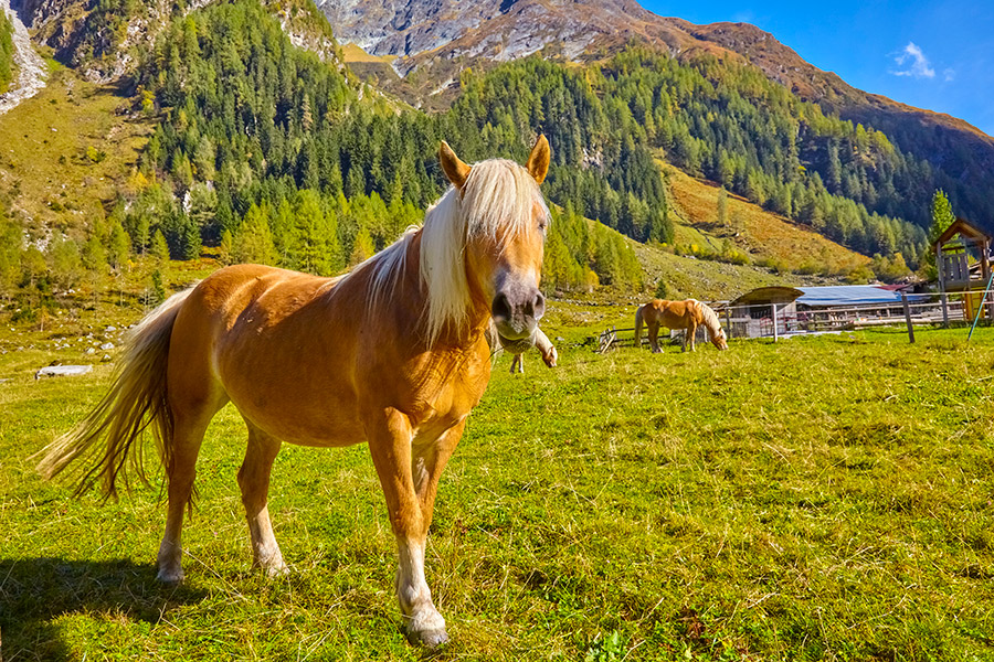 Pferd auf der Weide