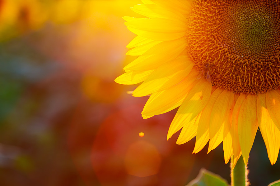 Sonnenblume im Feld