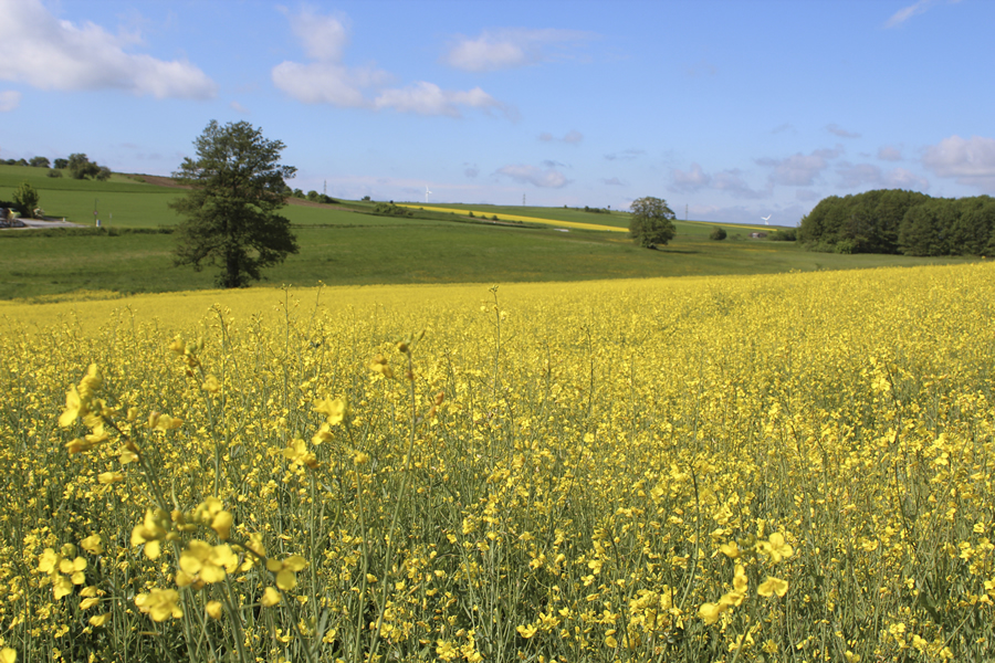 Wunderschöne Wiesenlandschaft