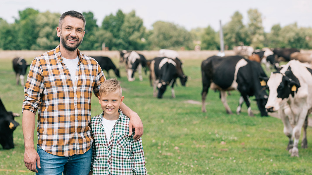 Vater und Sohn auf der Weide mit Kühen