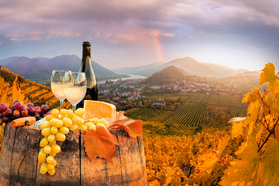 Weingarten mit Ausblick