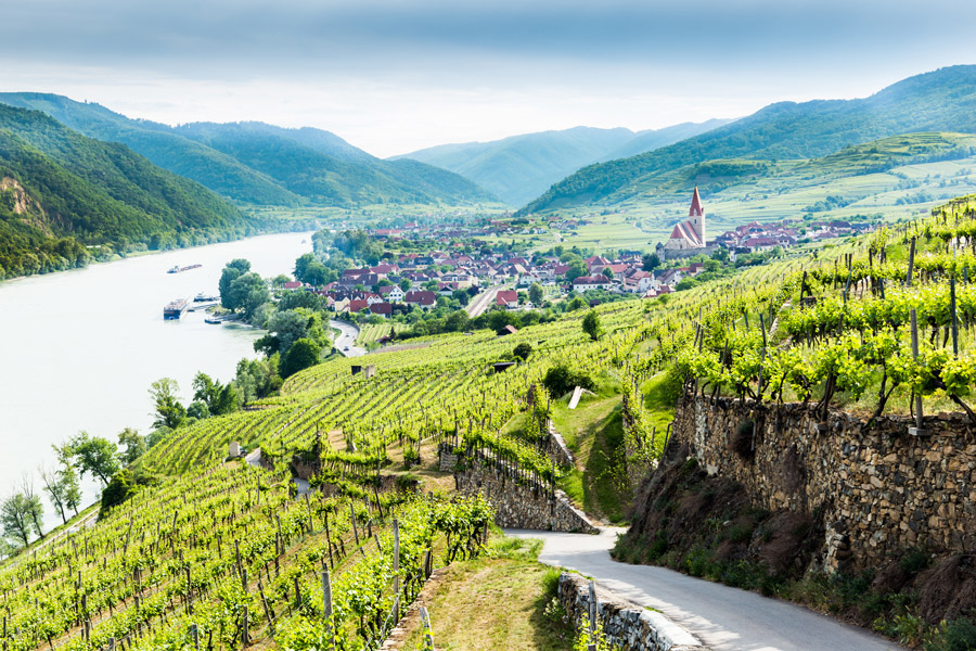 Weingarten in Österreich