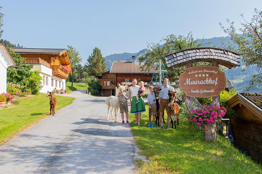 Lamas und Alpakas auf dem Bauernhof Maurachhof