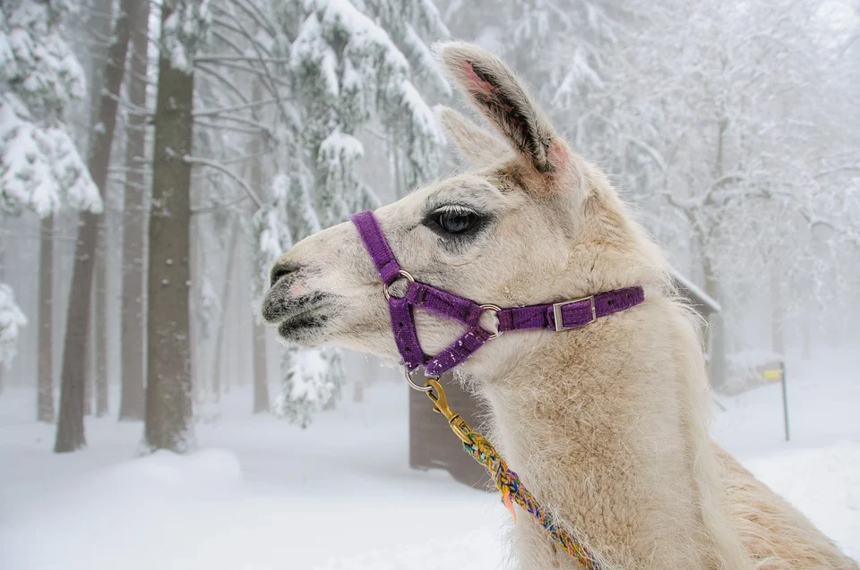 Lama-Trekking im Winter