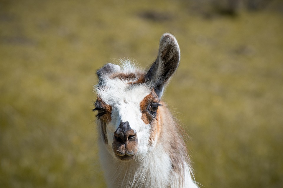 Lustiges Lama