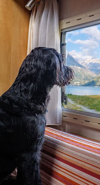 Hundeurlaub auf dem Bauernhof