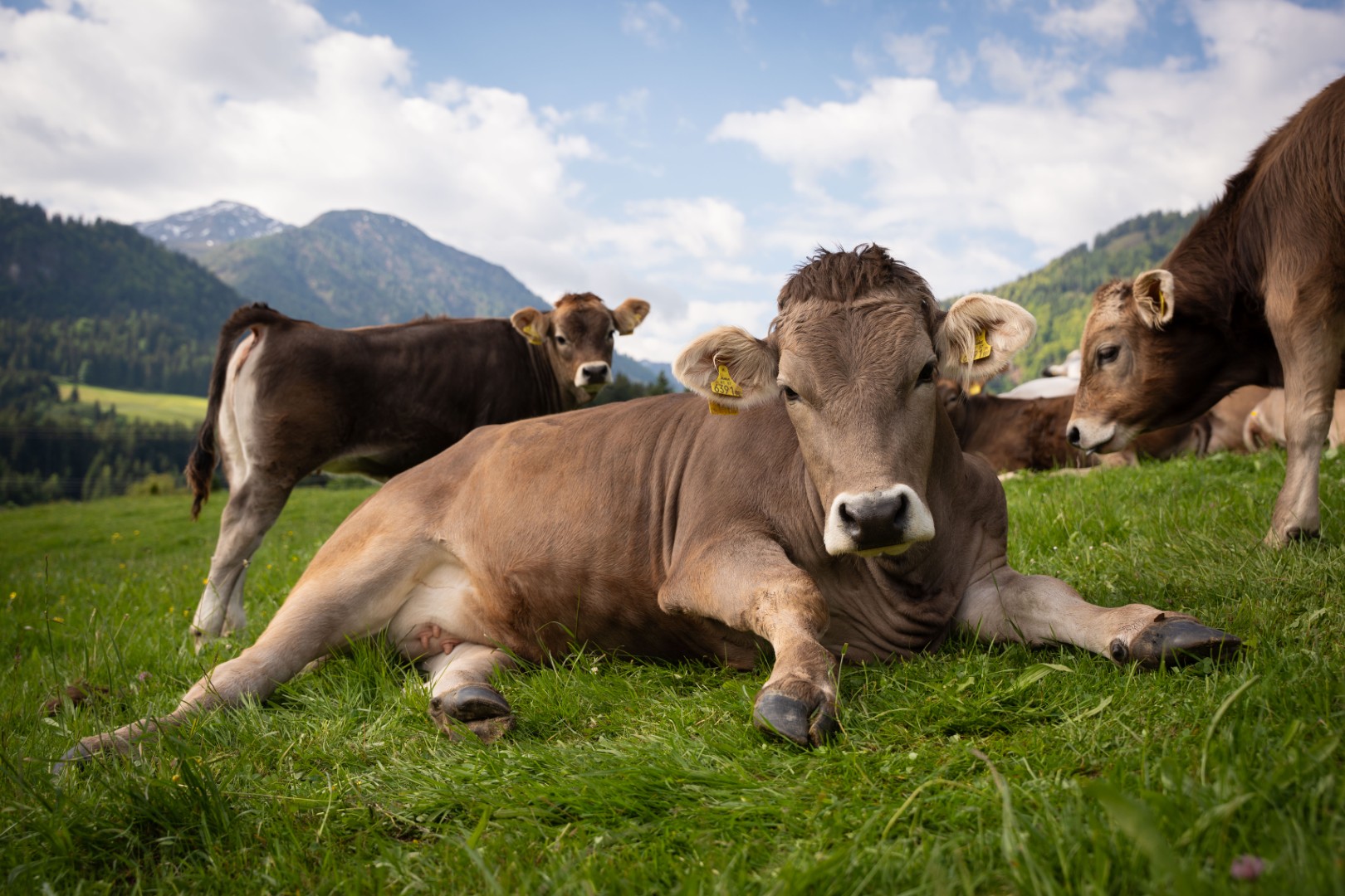 ferien-am-bauernhof-tirol-kinderfreundlich-urlaub-am-bauernhof.JPG