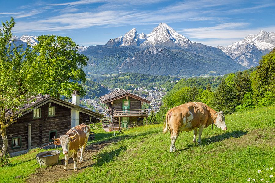 Kühe am Bergbauernhof