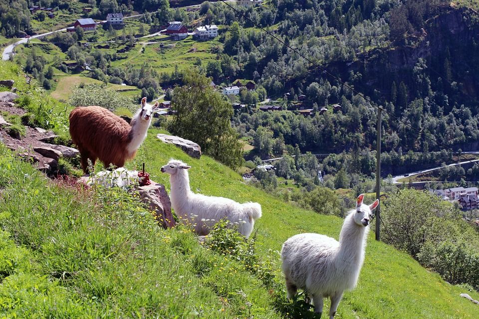 Lamas in den Bergen
