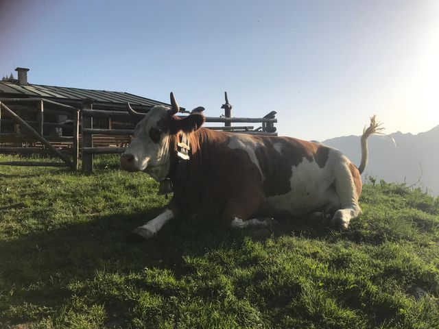 Neufanggut
